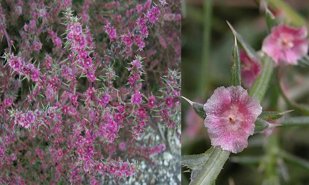 Flora delle dune